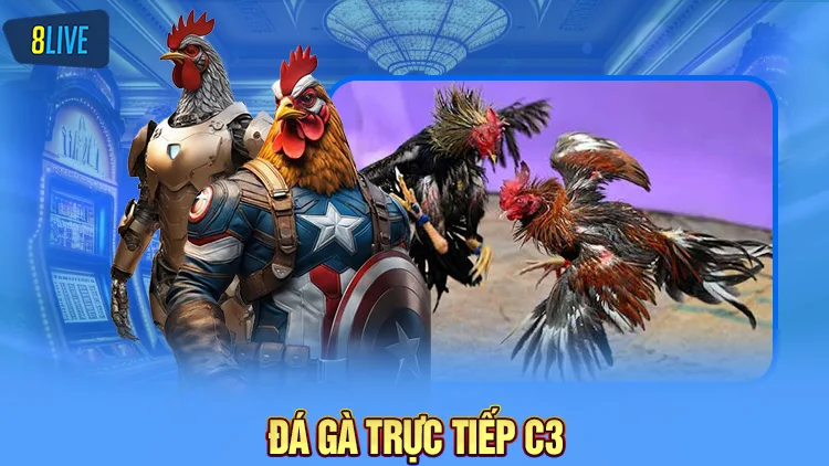 Đá gà trực tiếp C3