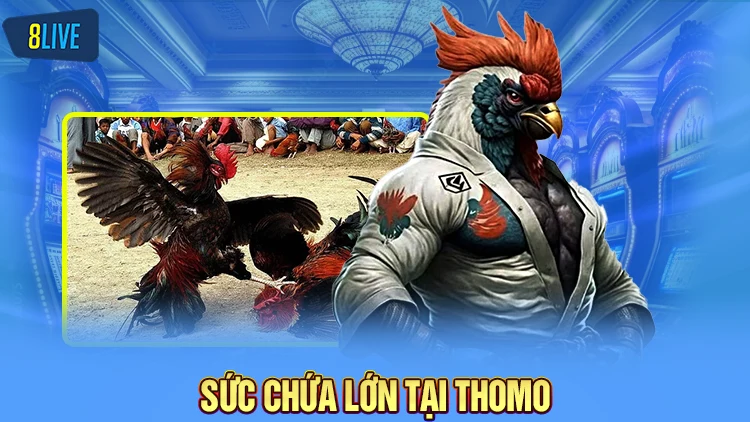 Sức chứa lớn tại đá gà trực tiếp thomo