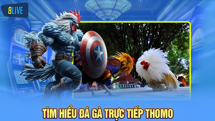 Tìm hiểu về đá gà trực tiếp Thomo