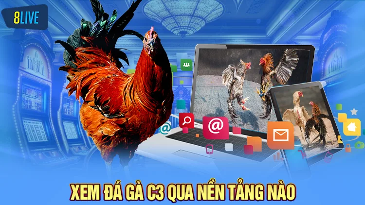 Có thể xem đá gà trực tiếp C3 qua nền tảng nào?